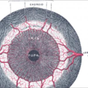 How To Treat Primature Ejaculation - Discover How To Last Longer At Sex - Using A Simple Natural Home Program Guaranteed To Work